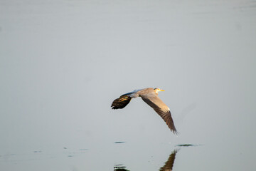 The little egret is a species of small heron
