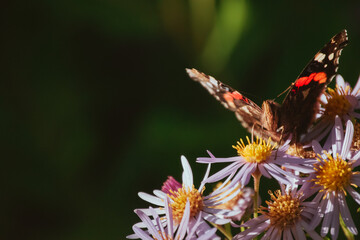 Butterfly sitting on flower