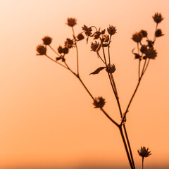 Carrapichinho, Acanthospermum