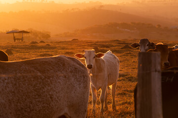 Gado de corte da pecuária, Varginha Minas Gerias / Cattle grazing in Brazilian livestock