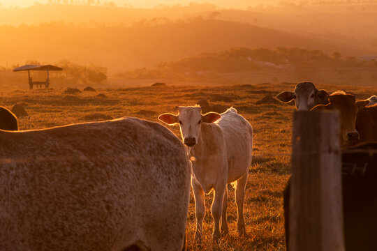 Gado de corte da pecu&aacute;ria, Varginha Minas Gerias / Cattle grazing in Brazilian livestock