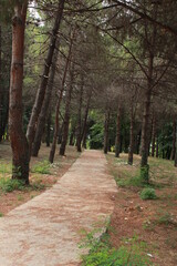 Road in the forest
