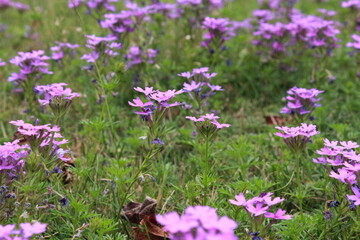 purple flowers