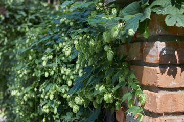 Climbing green hop plant with cones on a brick wall
