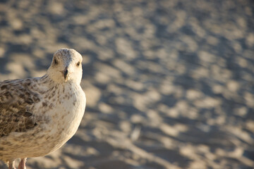 Junge Möve in der Abendsonne am Strand