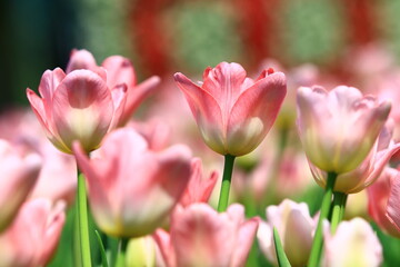 amazing view of blooming colorful Tulip flowers,close-up of beautiful pink Tulip flowers blooming in the garden
