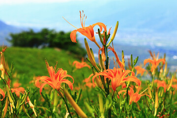 blooming Daylily(Hemerocallis fulva,Orange Daylily) flowers,close-up of yellow with orange Daylily flowers blooming in the garden 

