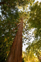 LICHTENTALER ALLEE TREES- BADEN BADEN