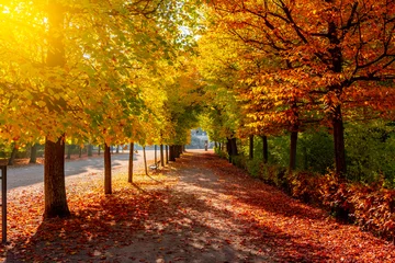 Plexiglas foto achterwand Autumn foliage in Vienna park, Austria © Mistervlad