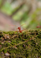 ant on a leaf