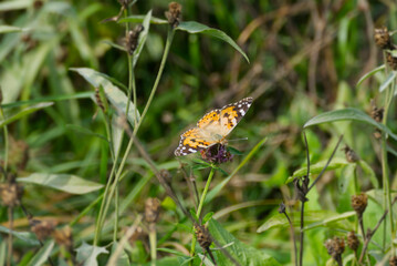 Painted Lady (Vanessa Cardui) Butterfly perched on pink flower in Zurich, Switzerland