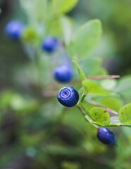 Fresh harvested berries, process of collecting, harvesting and picking berries in the forest of Scandinavia, close up view of bilberry, blueberry, blackberry, and others growing