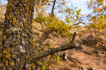 Beautiful autumn landscape with colorful leaves on trees in the forest, Pelegrina, Cuenca, Spain