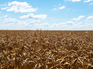 Wheat field against the blue sky. Food crisis. Design element