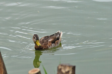 animals, birds and other living creatures of the habitat