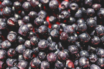 Fresh harvested berries, process of collecting, harvesting and picking berries in the forest of Scandinavia, close up view of bilberry, blueberry, blackberry, and others growing
