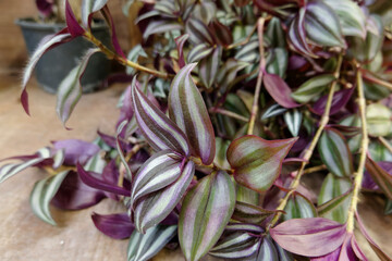 Obraz premium Close-Up of Lush Tradescantia Zebrina Foliage with Glossy Purple Silver and Green Striped Leaves