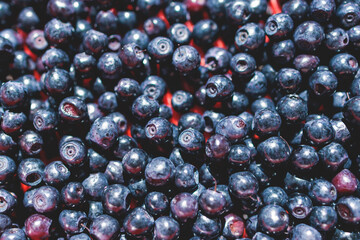 Fresh harvested berries, process of collecting, harvesting and picking berries in the forest of Scandinavia, close up view of bilberry, blueberry, blackberry, and others growing