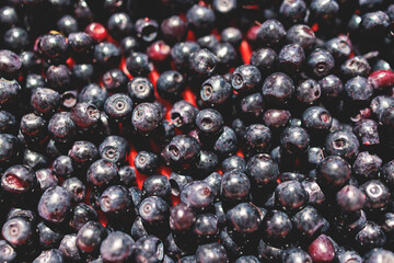 Fresh harvested berries, process of collecting, harvesting and picking berries in the forest of Scandinavia, close up view of bilberry, blueberry, blackberry, and others growing