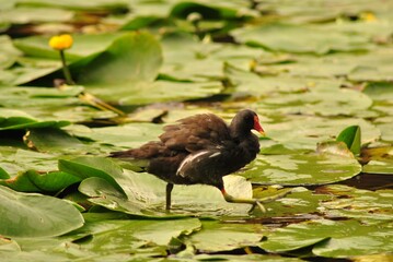 animals, birds and other living creatures of the habitat