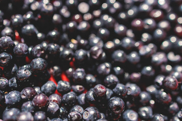 Fresh harvested berries, process of collecting, harvesting and picking berries in the forest of Scandinavia, close up view of bilberry, blueberry, blackberry, and others growing