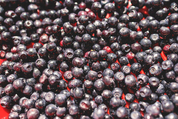 Fresh harvested berries, process of collecting, harvesting and picking berries in the forest of Scandinavia, close up view of bilberry, blueberry, blackberry, and others growing