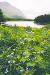 Siberian bugloss, also known as Forget-Me-Nots and Jack Frost wildflowers, growing in the wild at...