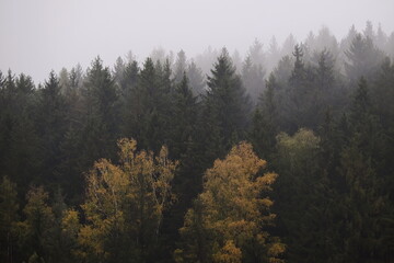 Herbstliche Laubbäume und Nadelwald der zum Horizont im Nebel verschwindet