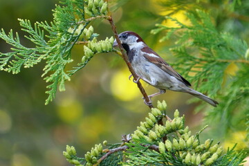 Sparrow on the tree