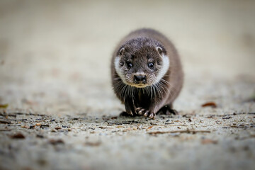 Close-up portrait of a river otter in its natural environment.
It is also known as the European...