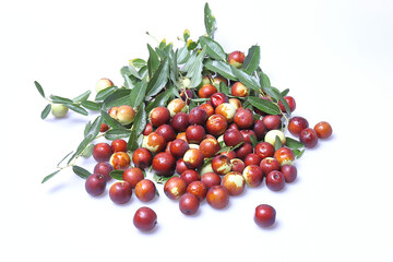 Giuggiole frutti e foglie, bacca commestibile dal sapore dolce.