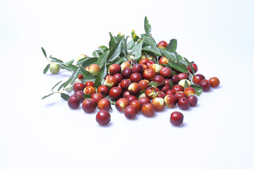 Giuggiole frutti e foglie, bacca commestibile dal sapore dolce.