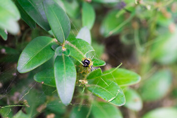 Buchsbaumzünsler - box tree moth - Cydalima perspectalis - caterpillar