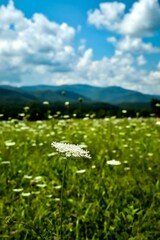 Vertical closeup of an Umbel wildflower in Cades Cove in Great Smoky Mountains National Park - obrazy, fototapety, plakaty