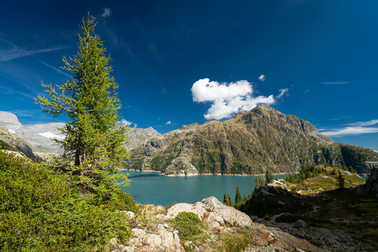 Sapin devant le lac d'Emosson