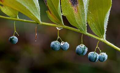 Ripe fruit of Solomon's seal plant (Polygonatum commutatum) after a rain on an island in the...