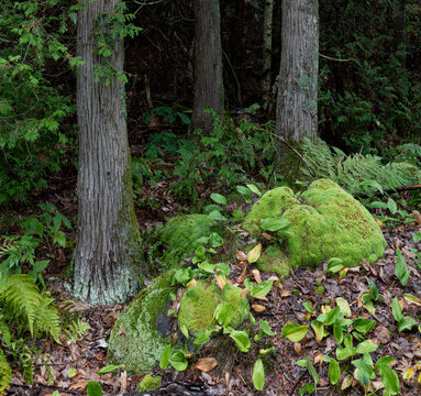 Cushion moss, Canada mayflower, ferns, and northern white cedar trees in an ancient forest on an island in the 30,000-island archipelago of the eastern Georgian Bay, Canada.