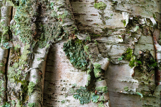 Various Lichens Growing On Bark Of Paper Birch (Betula Papyrifera) On Island In The 30,000 Island Archipelago Of The Eastern Georgian Bay, Canada.