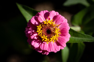 Obraz premium andrew