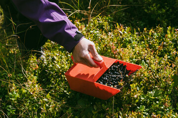 a woman picks blueberries with a blueberry picker