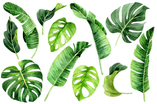 watercolor drawing. tropical leaves set. green leaves of palm, monstera, banana, rainforest plants