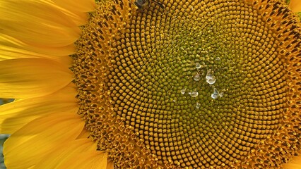 bee on sunflower