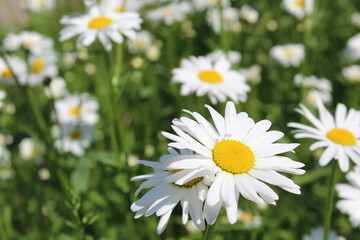 Obraz na płótnie Canvas close-up of white daisies in a meadow in summer 