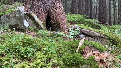 Fototapeta na wymiar stump in the forest