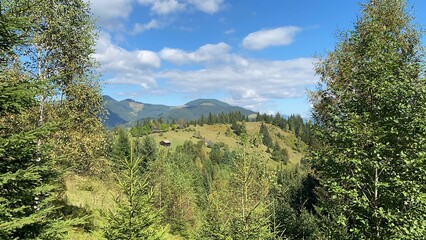 forest in the mountains