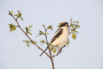 Woodchat Shrike  (Lanius senator) , in its habitat.