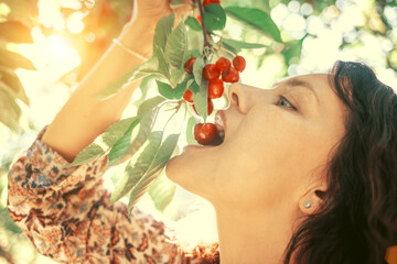 The girl is happy from the natural treat. Delicious fresh juicy cherries. A woman plucks cherries from a tree. Harvesting in the cherry orchard