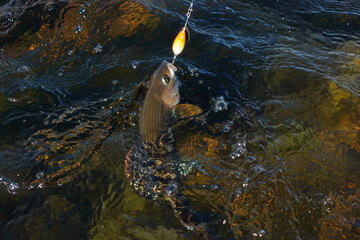 Grayling caught and hooked from the Arctic river with spinner lure by fisherman in Lapland in Sweden in Kiruna in August 2021.