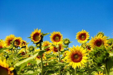 Sonnenblumen