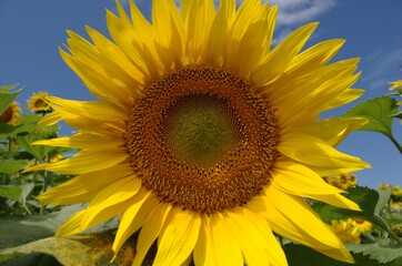 Fototapeta premium Sonnenblume
